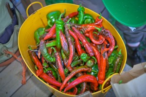 Peppers at LaFarm