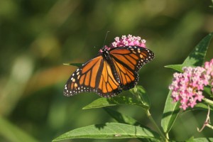 Monarch on swamp milkweed